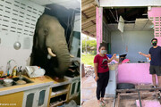 وقتی فیل گرسنه به طرز عجیبی به آشپزخانه‌ای در تایلند سرک می‌کشد! / فیلم
