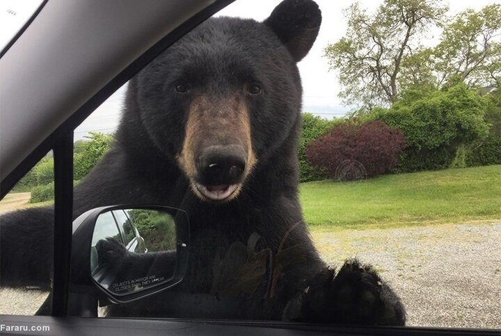 لحظه ورود عجیب خرس به خودروهای مردم / فیلم