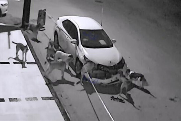 تخریب ماشین لاکچری با هجوم گله سگ‌های عصبانی / فیلم