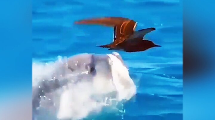 لحظه شکار پرنده در حال پرواز، توسط ماهی گوشت‌خوار! / فیلم