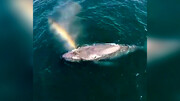 ساخت رنگین کمان زیبا توسط نهنگ‌ها  / فیلم