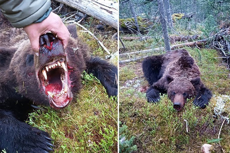 حمله مرگبار خرس