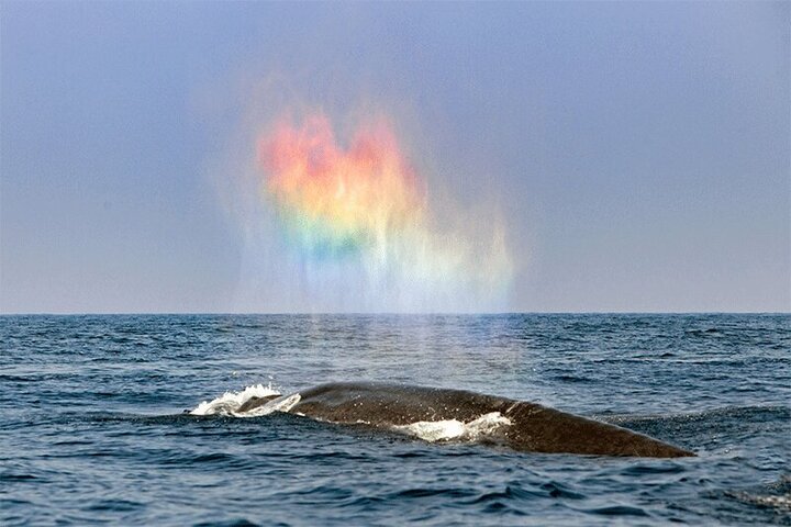 نقش بستن رنگین‌کمان توسط نهنگ در وسط اقیانوس! / فیلم