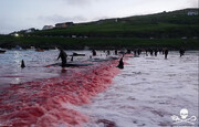 لحظه دلخراش به وجود آمدن دریای خون؛ به دلیل کشتار بی رحمانه نهنگ‌ها / فیلم