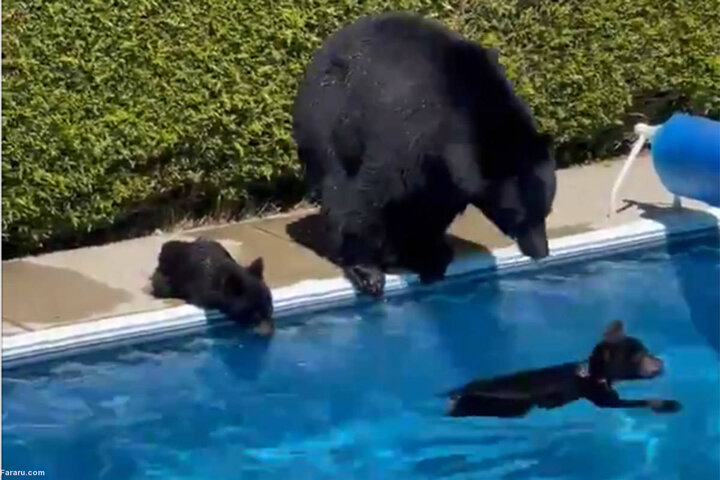 آبتنی خرس مادر با توله‌هایش در استخر یک ویلا! / فیلم