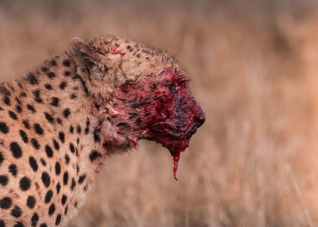 نمایی خونین از پوزه یوزپلنگ پس از خوردن شکار / عکس