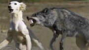 حمله وحشیانه گرگ‌ها به سگ نگهبان / فیلم