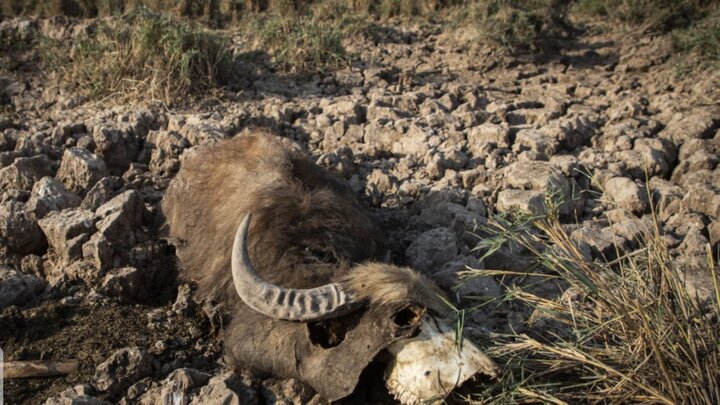 مرگ تدریجی حیات وحش در تالاب هورالعظیم / تصاویر