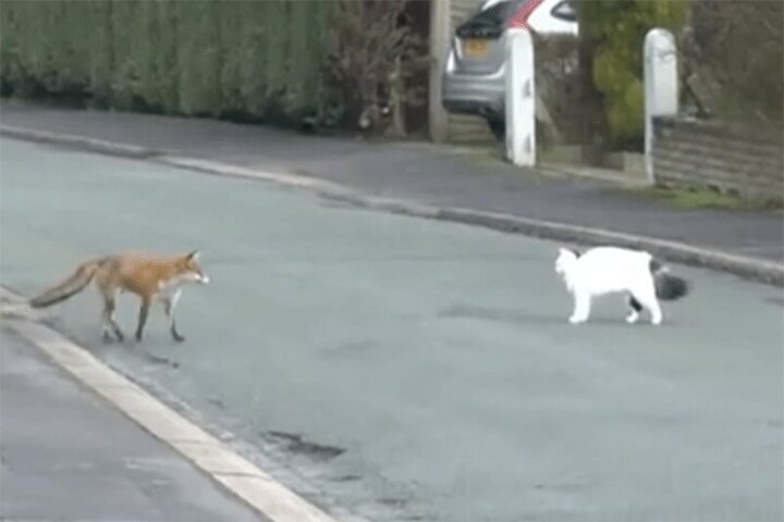 بازی خنده‌دار گربه و روباه در خیابان / فیلم