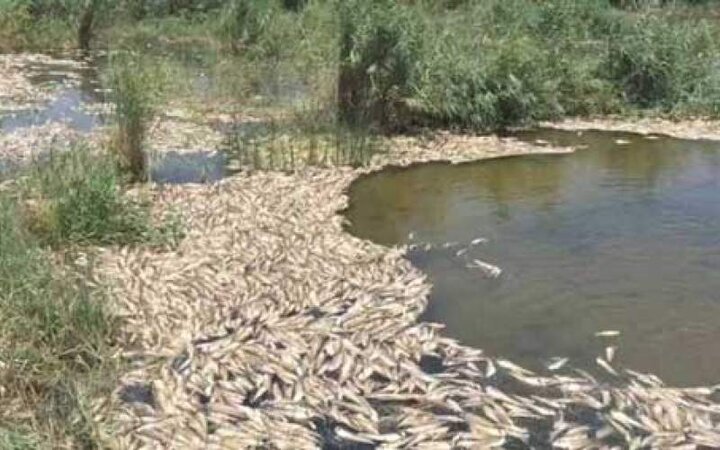  مرگ ماهیان و تشنگی گاومیش‌ها در تالاب خشک هورالعظیم / محیط زیست هیچ‌کاری نکرد
