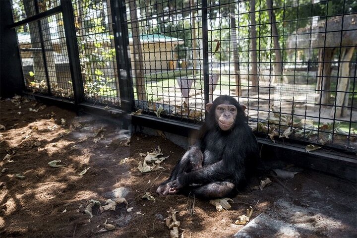  «باران» شامپانزه پارک ارم طی مراسمی راهی کنیا شد / فیلم