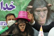 شامپانزه باغ وحش ارم به کنیا رسید