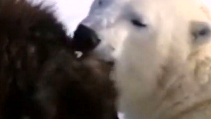 صحنه دیدنی خرس‌های قطبی با سگ‌های نگهبان / فیلم