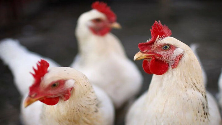 قصه تکراری گرانی مرغ؛ قیمت مرغ به ۳۵ هزار تومان رسید!