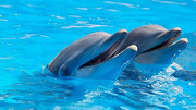 حقایقی جالب درباره دلفین‌ها که با شنیدن آن شگفت‌زده می‌شوید