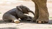 تصاویری از زایمان یک فیل در باغ وحش ارم