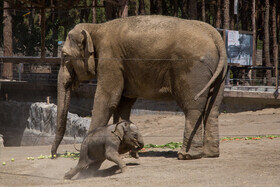 بچه فیل باغ وحش ارم 3