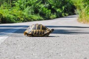 یافته‌های جدید درباره علت عمر طولانی لاک‌پشت‌ها