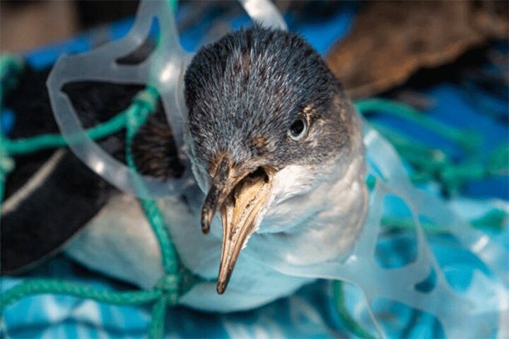 نجات کبوتر گرفتار شده در کیسه‌های پلاستیکی / فیلم