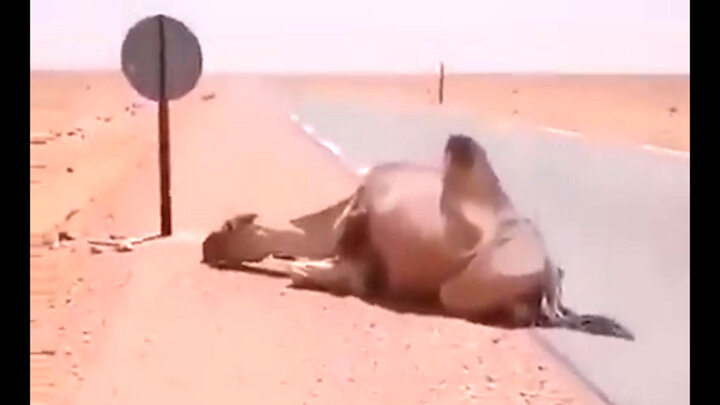 آب دادن به شتر در حال مرگ در گرمای ۶۰ درجه صحرا / فیلم