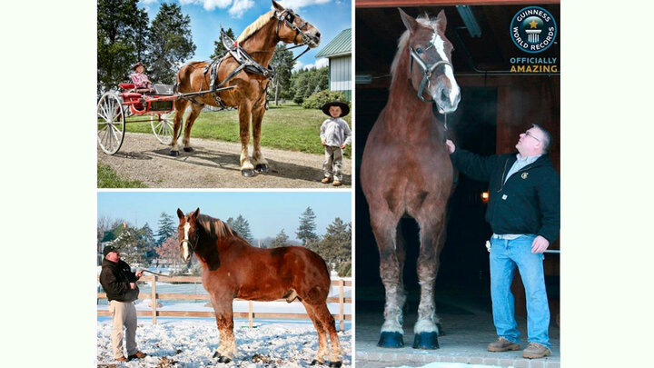 مرگ بلندقدترین اسب جهان در بیست سالگی / عکس