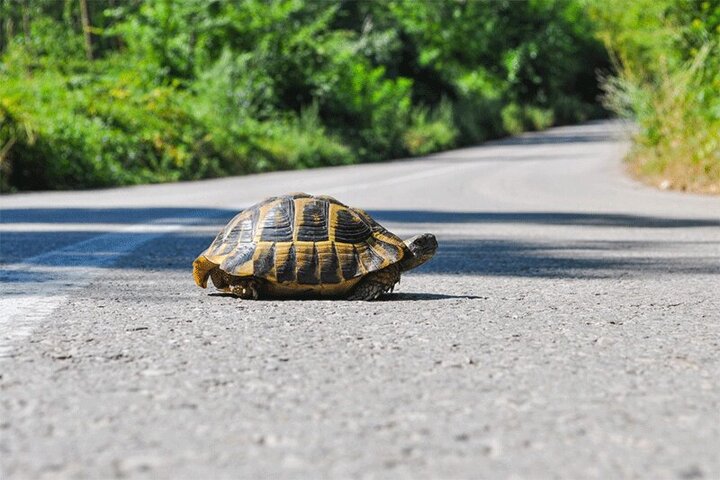اقدام جالب یک راننده‌ برای کمک به لاک‌پشت! / فیلم