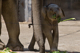بچه فیل باغ وحش ارم 1