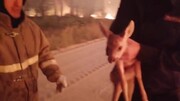 نجات بچه آهو از میان شعله‌های آتش / فیلم