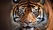 حمله ببر وحشی به بازدید کنندگان در باغ وحش / فیلم