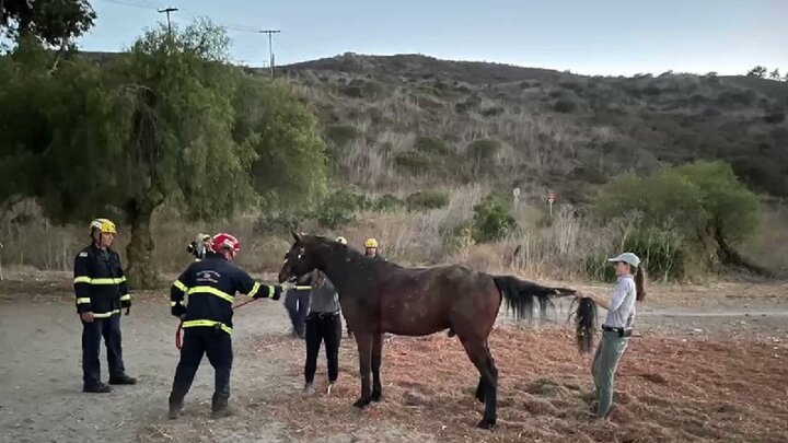 ویدیویی از لحظه نجات اسب گرفتارشده با هلی کوپتر