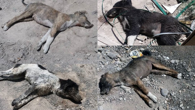 تصاویری تکان دهنده از سگ کشی بی رحمانه در تبریز 