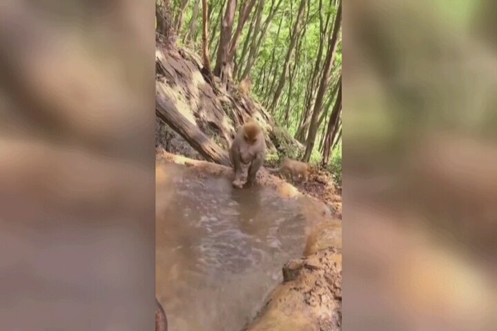 ویدیو تماشایی از میمونی که فرزندش را به حمام برده است!