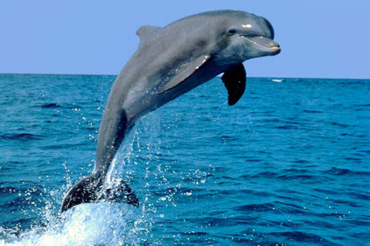 ویدیو تماشایی از حرکات زیبای دلفین‌ها در دریا / فیلم