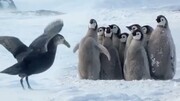 اتحاد جالب پنگوئن‌ها برای دفاع از جوجه‌هایشان در برابر خطر / فیلم