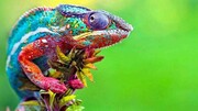 رنگ‌های حیرت‌انگیز بعضی از حیوانات در طبیعت / تصاویر