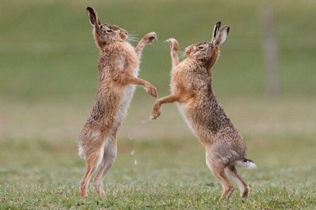 تصاویر جالب از دعوای عجیب خرگوش‌ها