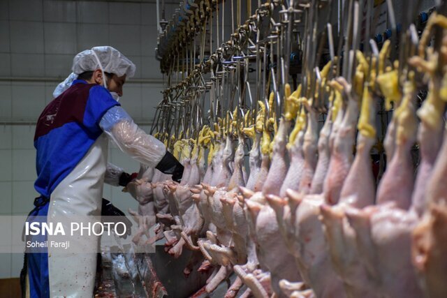 افزایش قیمت مرغ در آستانه فرارسیدن عید قربان / هر کیلو ۴۰ هزار تومان 