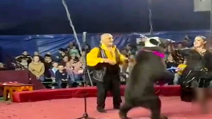 ویدیو وحشتناک از لحظه حمله خرس به مربی زن سیرک / فیلم
