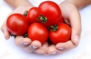 خواص بی‌نظیر گوجه فرنگی که از آن بی‌اطلاعید؛ از تنظیم فشار خون و کاهش کلسترول تا تقویت بینایی و گوارش