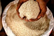 برنج ایرانی چقدر گران شد؟ | قیمت روز برنج در 3 مرداد 1400 + جدول