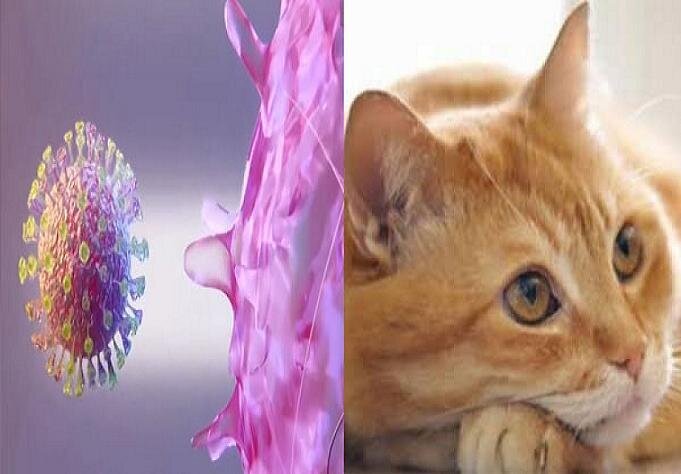 ویروس کرونا از طریق گربه به انسان منتقل می‌شود؟