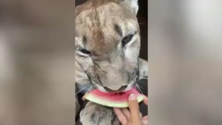 ویدیو دیده نشده از هندوانه خوردن شیر کوهی