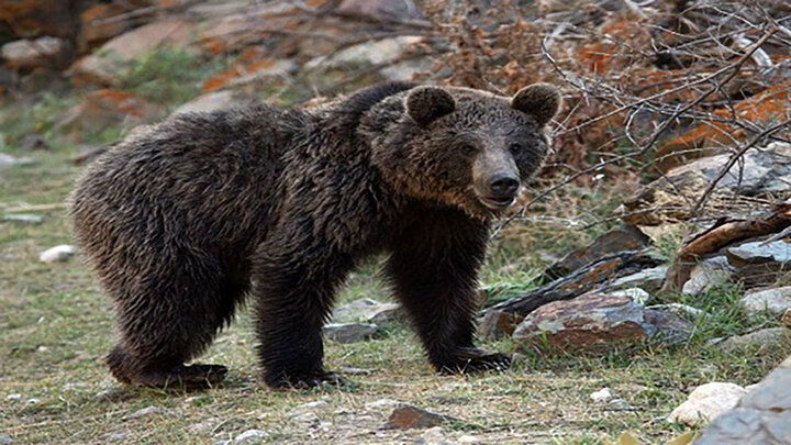 حمله خرس وحشی به یک چوپان در پیرانشهر 