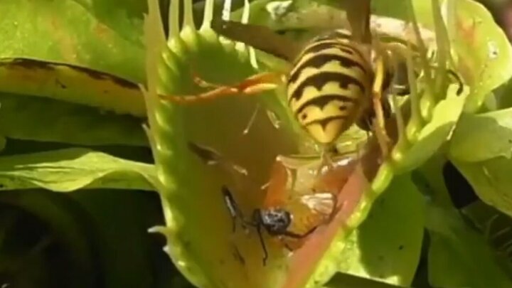  بلیعده شدن زنبور عسل توسط گیاه گوشت خوار / فیلم