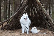 دوستی جالب سگ و گربه سفید رنگ و زیبا / فیلم