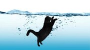 لحظه نجات گربه از غرق شدن توسط شهروند سوری / فیلم