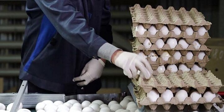 تخم مرغ باید گران شود، دولت باید زودتر نرخ جدید را اعلام کند