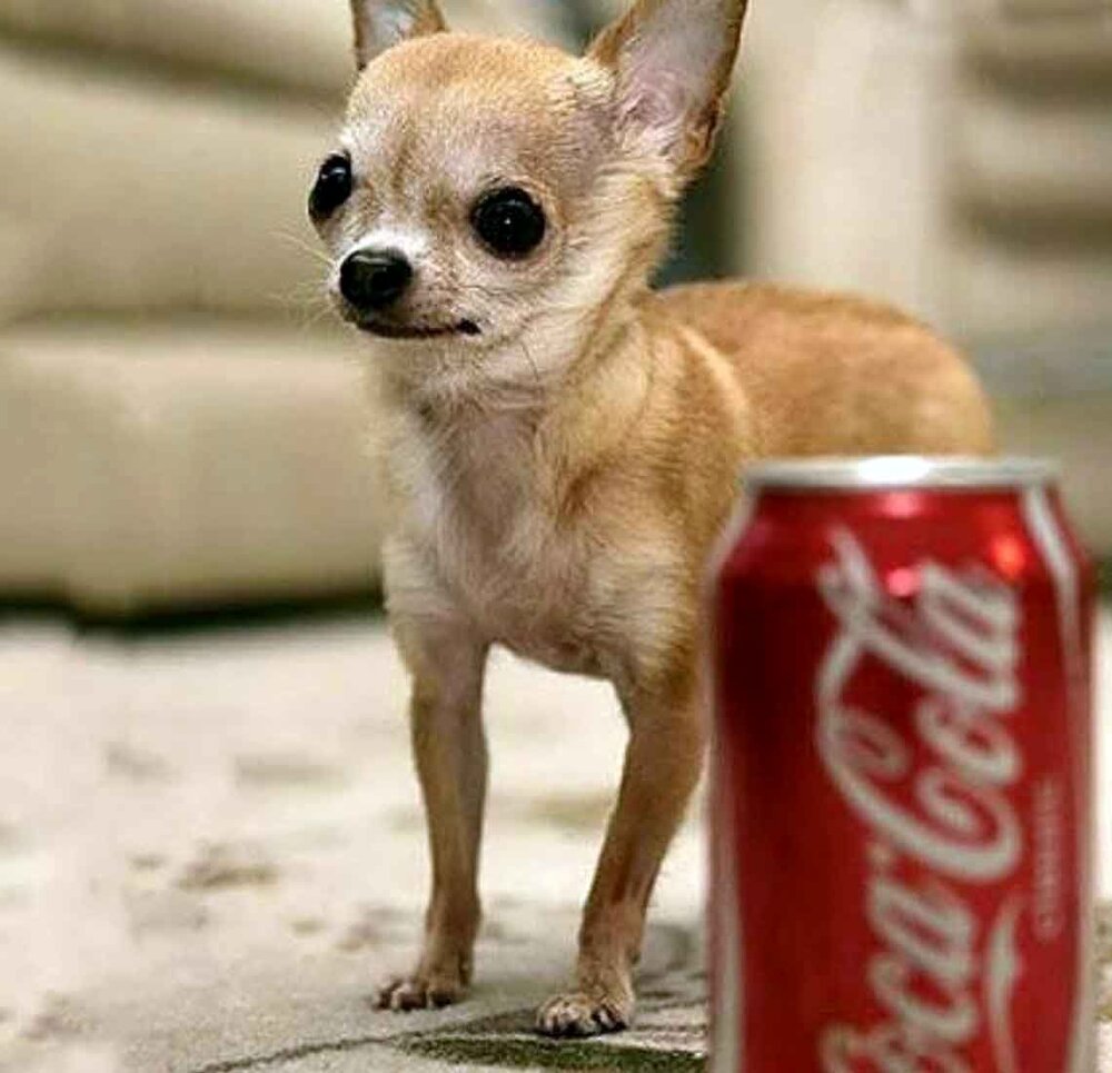 کوچک‌ترین سگ جهان با وزن ۶۰۰ گرم و به اندازه یک قوطی نوشابه / عکس
