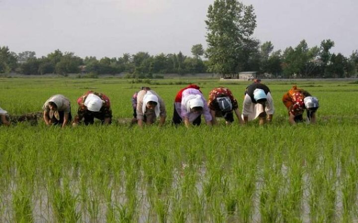 برنج به کیلویی ۵۰ هزار تومان می‌رسد؟