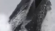 ویدیو جالب از لحظه صید ماهی توسط نهنگ کوهان‌دار